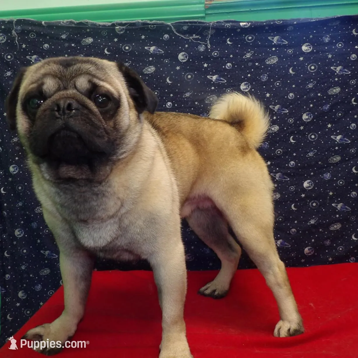 Jose, a male Pug for sale in Paterson, NJ – Photo 5 of 5