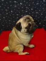 Jose, a male Pug for sale in Paterson, NJ – Photo 4 of 5