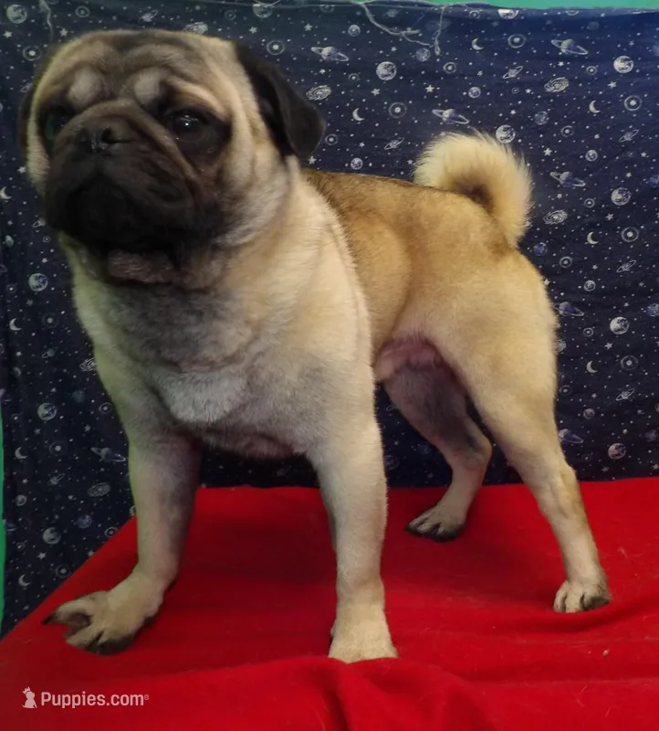 Jose – Pug puppy for sale in Paterson, NJ