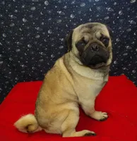 Jose, a male Pug for sale in Paterson, NJ – Photo 2 of 5