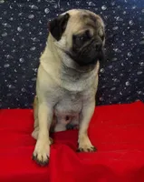 Jose, a male Pug for sale in Paterson, NJ – Photo 3 of 5