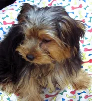 Sally, a female Yorkshire Terrier for sale in Paterson, NJ – 8 of 10