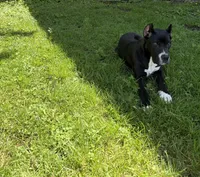 Aria , a female Cane Corso for sale in Pottsville, PA – 2 of 5