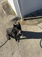 Aria , a female Cane Corso for sale in Pottsville, PA – 4 of 5