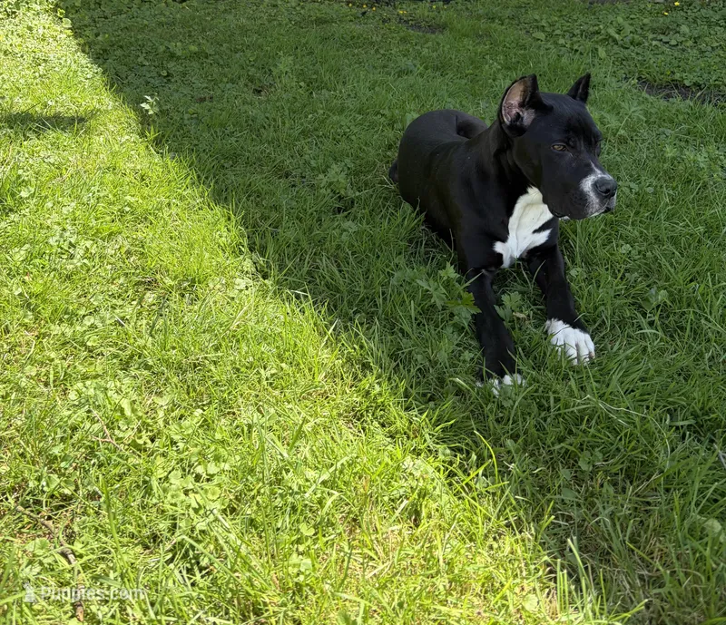 Aria  – Cane Corso puppy for sale in Pottsville, PA