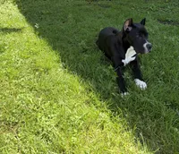 Aria , a female Cane Corso for sale in Pottsville, PA – 1 of 5
