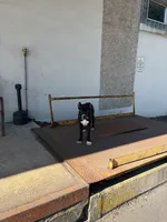 Aria , a female Cane Corso for sale in Pottsville, PA – 3 of 5