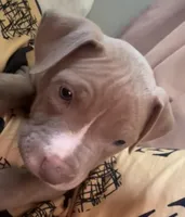 Lola , a female American Pit Bull Terrier for sale in Woodbridge Township, NJ – Photo 3 of 3