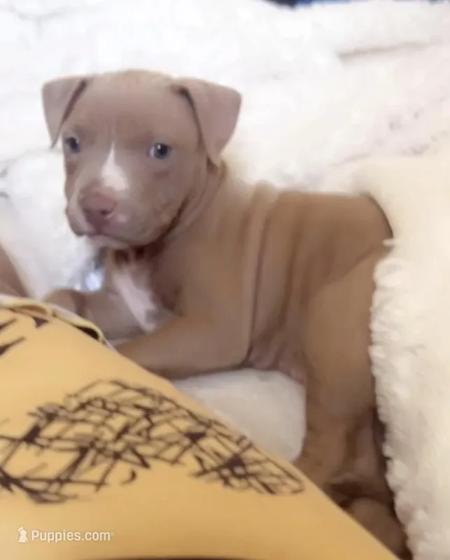 Lola  – American Pit Bull Terrier puppy for sale in Woodbridge Township, NJ