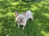 Sassy - Mini Lilac Tri Merle carrying Rojo, a female French Bulldog for sale in Leominster, MA – 4 of 4