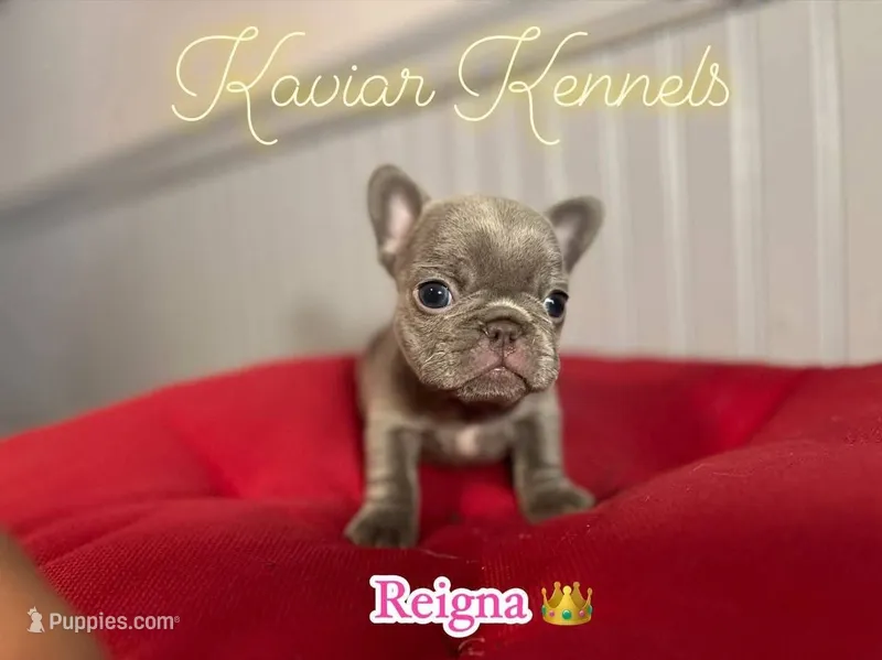 Reigna- Micro Lilac carrying Rojo – French Bulldog puppy for sale in Leominster, MA
