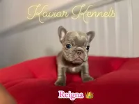Reigna- Micro Lilac carrying Rojo, a female French Bulldog for sale in Leominster, MA – 1 of 2