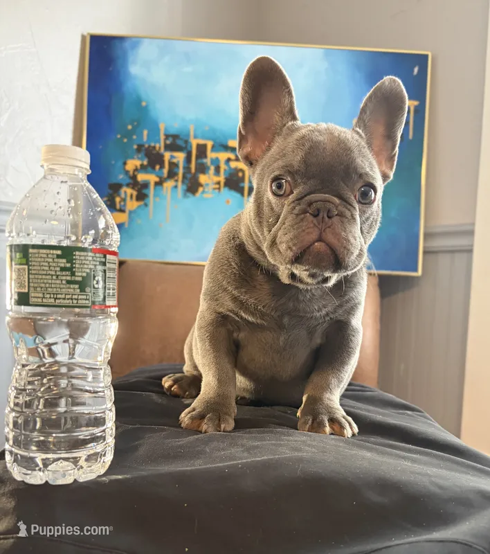 Squirt- Mini Lilac Tri carrying Rojo – French Bulldog puppy for sale in Leominster, MA