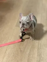 Boba- MICRO Lilac Tan Merle , a female French Bulldog for sale in Leominster, MA – 2 of 5