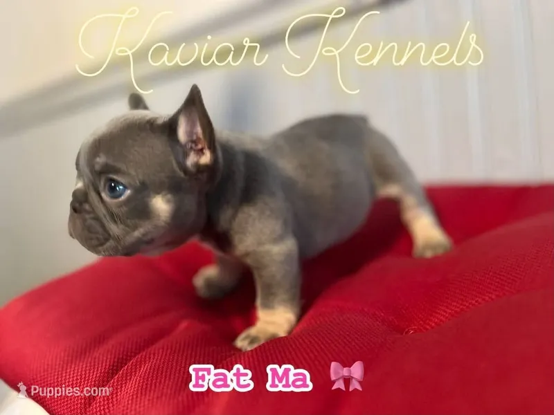 Fat Mama - Mini Lilac Tri – French Bulldog puppy for sale in Leominster, MA