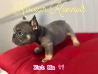 Fat Mama - Mini Lilac Tri, a female French Bulldog for sale in Leominster, MA – 1 of 4