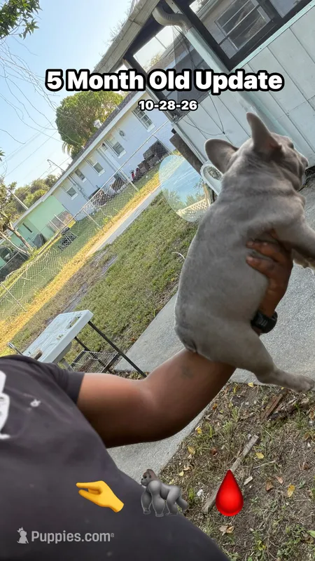 Koda - MINI Lilac and Tan carries rojo – French Bulldog puppy for sale in Daytona Beach, FL