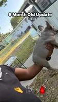 Koda - MINI Lilac and Tan carries rojo, a male French Bulldog for sale in Daytona Beach, FL – 5 of 5