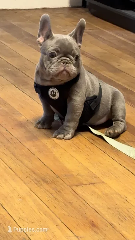 Squirt- Mini Lilac Tri carrying Rojo – French Bulldog puppy for sale in Leominster, MA