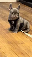 Koda, a male French Bulldog for sale in Leominster, MA – 6 of 10