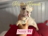 Sassy - Mini Lilac Tri Merle carrying Rojo, a female French Bulldog for sale in Leominster, MA – 1 of 4