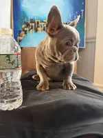 Koda, a male French Bulldog for sale in Leominster, MA – 2 of 10