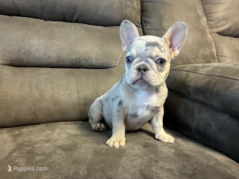 Sassy - Mini Lilac Tri Merle carrying Rojo – French Bulldog puppy for sale in Leominster, MA