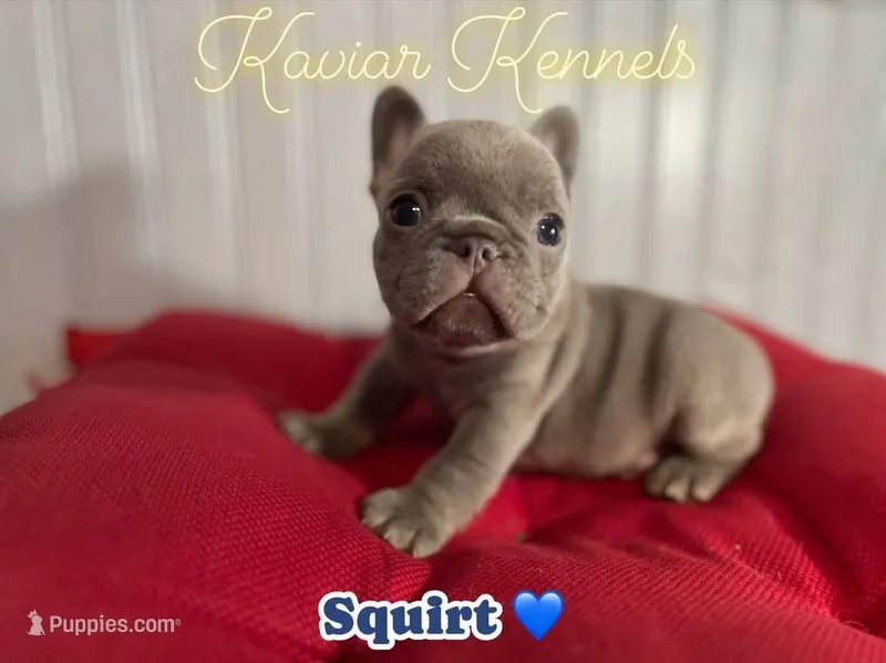 Squirt- Mini Lilac Tri carrying Rojo – French Bulldog puppy for sale in Leominster, MA