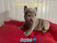 Squirt- Mini Lilac Tri carrying Rojo, a male French Bulldog for sale in Leominster, MA – 1 of 4