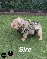 Koda, a male French Bulldog for sale in Leominster, MA – 10 of 10