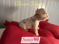 Sassy - Mini Lilac Tri Merle carrying Rojo, a female French Bulldog for sale in Leominster, MA – 2 of 4