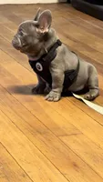 Koda, a male French Bulldog for sale in Leominster, MA – 7 of 10