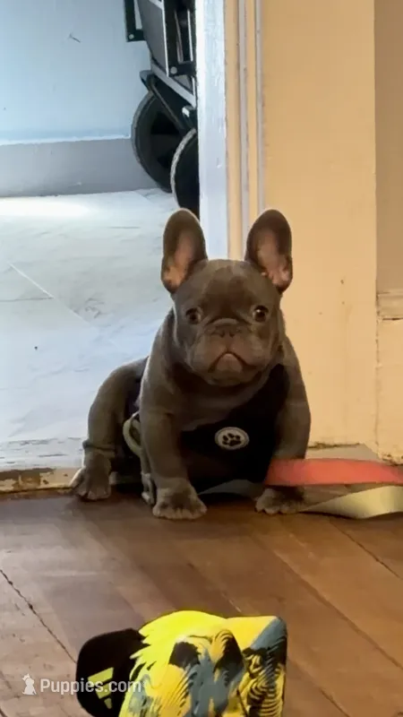 Squirt- Mini Lilac Tri carrying Rojo – French Bulldog puppy for sale in Leominster, MA
