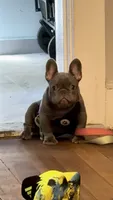 Koda, a male French Bulldog for sale in Leominster, MA – 5 of 10