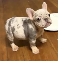 Boba- MICRO Lilac Tan Merle , a female French Bulldog for sale in Leominster, MA – 1 of 5