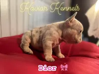 Dior- Mini Lilac and Tan Merle carrying Rojo, a female French Bulldog for sale in Leominster, MA – 2 of 4