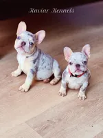 Boba- MICRO Lilac Tan Merle , a female French Bulldog for sale in Leominster, MA – 3 of 5