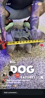 Boba- MICRO Lilac Tan Merle , a female French Bulldog for sale in Leominster, MA – 5 of 5