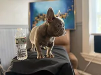Koda, a male French Bulldog for sale in Leominster, MA – 3 of 10