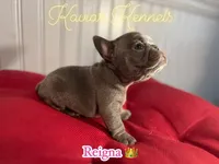 Reigna- Micro Lilac carrying Rojo, a female French Bulldog for sale in Leominster, MA – 2 of 2