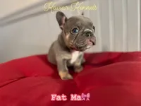 Fat Mama - Mini Lilac Tri, a female French Bulldog for sale in Leominster, MA – 2 of 4