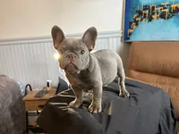 Koda, a male French Bulldog for sale in Leominster, MA – 8 of 10
