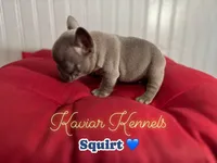 Squirt- Mini Lilac Tri carrying Rojo, a male French Bulldog for sale in Leominster, MA – 2 of 4