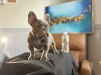 Koda, a male French Bulldog for sale in Leominster, MA – 4 of 10