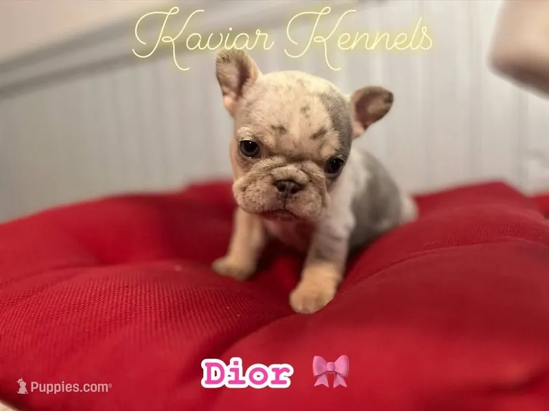 Dior- Mini Lilac and Tan Merle carrying Rojo – French Bulldog puppy for sale in Leominster, MA