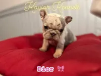 Dior- Mini Lilac and Tan Merle carrying Rojo, a female French Bulldog for sale in Leominster, MA – 1 of 4