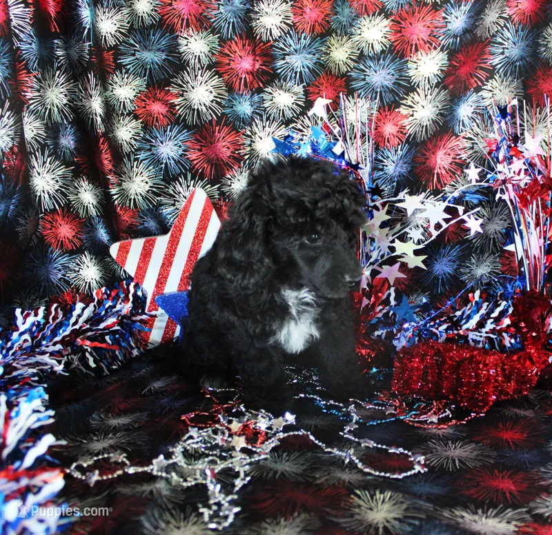 Teacup Cole – Poodle - Toy  puppy for sale in Ocala, FL