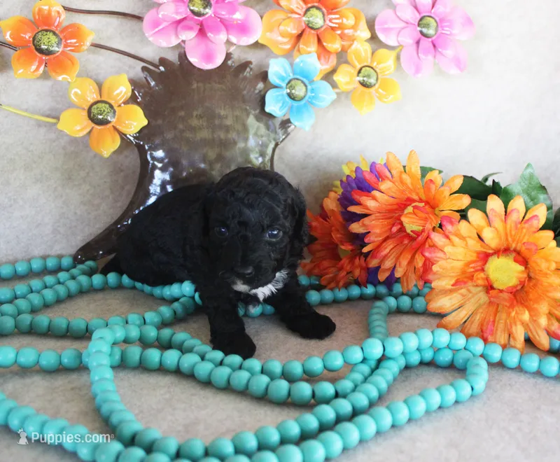 Missy – Poodle - Toy  puppy for sale in Ocala, FL
