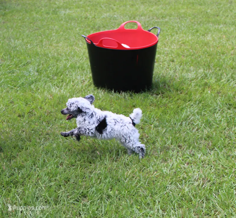 Dottie – Poodle - Toy  puppy for sale in Ocala, FL