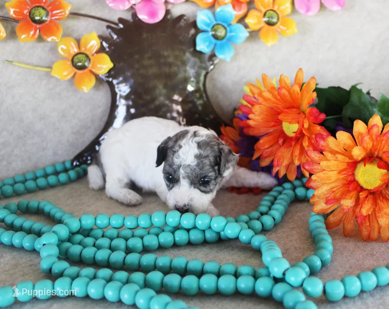 Spot – Poodle - Toy  puppy for sale in Ocala, FL